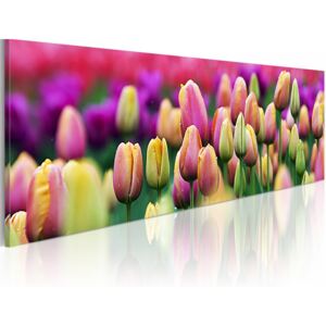 Obraz na plátne - Rainbow-hued tulips 120x40 cm