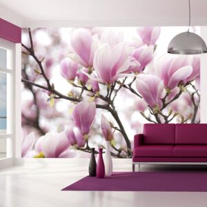 Fototapeta - Magnolia bloosom 200x154 cm