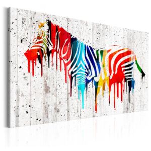 Obraz na plátne - Barevná zebra 60x40 cm