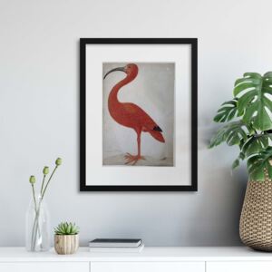 Rámovaný obraz GLIX Vintage Illustrations: Exotic Scarlet Ibis 30x40 cm