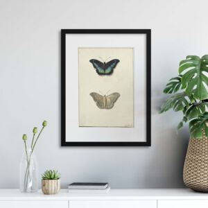 Rámovaný obraz GLIX Vintage Illustrations: Butterflies 50x70 cm