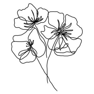 Ilustrácia Black poppy, Veronika Boulová