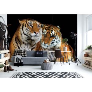 GLIX Fototapeta - Loving Tigers Vliesová tapeta - 520x318 cm