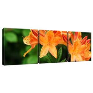 Obraz na plátne Rododendron Azalka oranžová 90x30cm 124A_3A