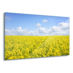 Sklenený obraz - Bright Fields 4 x 30x80 cm