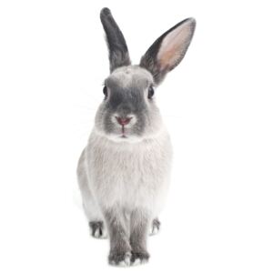 Nástenná samolepka Dekornik Rabbit Harry, 53 x 115 cm
