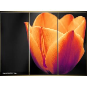 Moderné obrazy - kvety (F003634F11180)