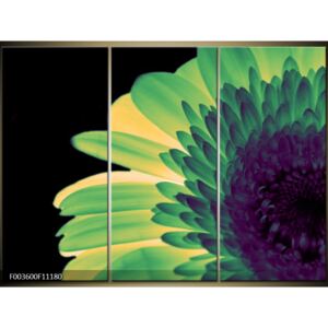 Moderné obrazy - kvety (F003600F11180)