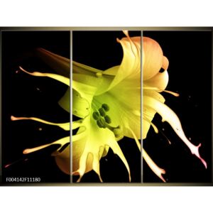 Moderné obrazy - kvety (F004142F11180)