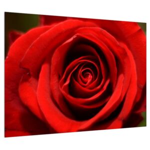 Detailný obraz kvetu ruže (70x50 cm)