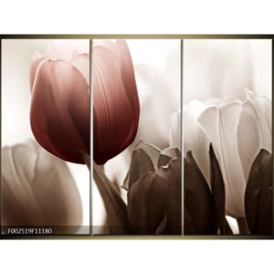 Obrazy - kvety (F002519F11180)