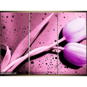 Moderné obrazy - kvety (F003886F11180)