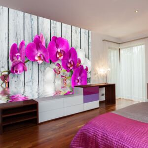 Fototapeta - Violet orchids with water reflexion 350x270 cm