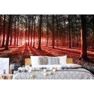 Fototapeta GLIX - Forest Landscape Red Light + lepidlo ZADARMO Vliesová tapeta - 254x184 cm