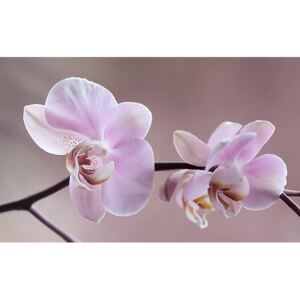 Tapeta Orchidea 29017 - samolepiaca
