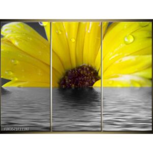 Moderné obrazy - kvety (F003571F11180)
