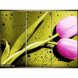 Moderné obrazy - kvety (F003719F11180)