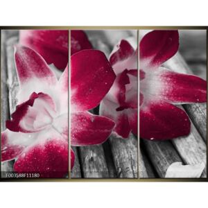 Moderné obrazy - kvety (F003588F11180)