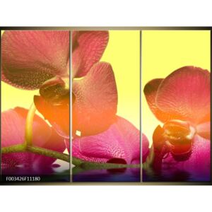 Moderné obrazy - kvety (F003426F11180)