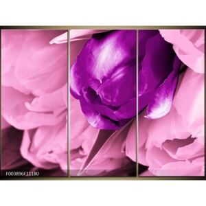 Moderné obrazy - kvety (F003896F11180)