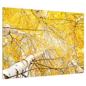 Obraz brezy (70x50 cm)