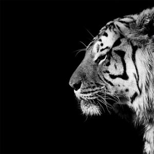Obraz na plátne Nicolas Evariste - Panthera Tigris, (60 x 60 cm)