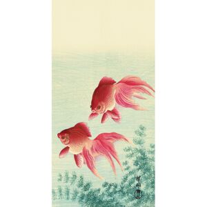 Obraz na plátne Ohara Koson - Two Veil Goldfish, (30 x 60 cm)