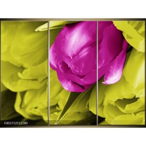 Moderné obrazy - kvety (F003732F11180)
