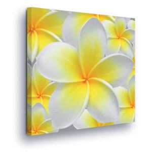 Obraz na plátne - Yellow-White Flowers 40x40 cm