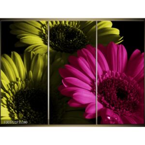 Moderné obrazy - kvety (F003721F11180)