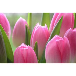 Fototapeta Ružové tulipány 86 - samolepiaca