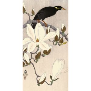 Obraz na plátne Ohara Koson - Myna on Magnolia Branch, (30 x 60 cm)