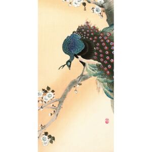 Obraz na plátne Ohara Koson - Peacock on a Cherry Blossom Tree, (30 x 60 cm)