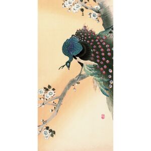 Obraz na plátne Ohara Koson - Peacock on a Cherry Blossom Tree, (50 x 100 cm)
