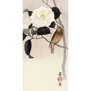 Obraz na plátne Ohara Koson - Songbird and Flowering Camellia, (50 x 100 cm)