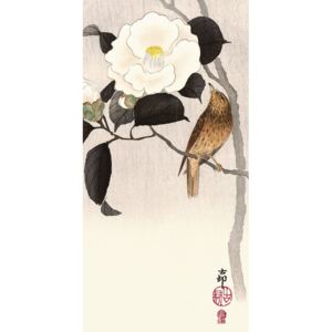 Obraz na plátne Ohara Koson - Songbird and Flowering Camellia, (30 x 60 cm)