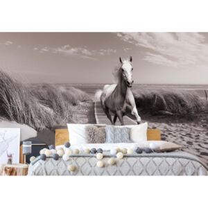 GLIX Fototapeta - White Horse Beach Black And White Vliesová tapeta - 416x254 cm