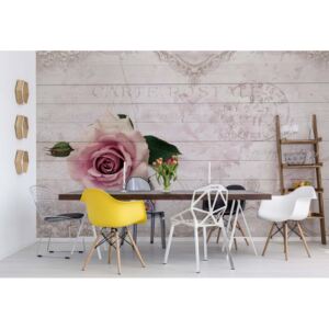 Fototapeta - Pink Rose Vintage Design White Wood Texture Vliesová tapeta - 416x254 cm