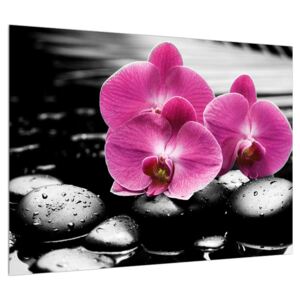 Obraz kvetov orchidee (70x50 cm)
