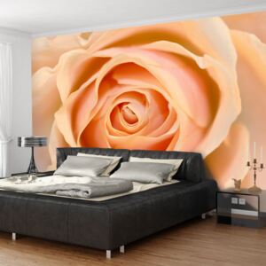 Fototapeta Bimago - Peach-colored rose + lepidlo zadarmo 200x154 cm