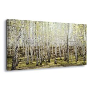 Obraz na plátne - Birch Forest 4 x 30x80 cm