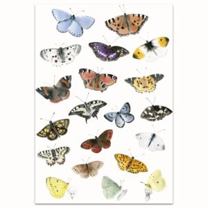 Plagát Denné Motýle A3 (kód TYZDEN20 na -20 %)