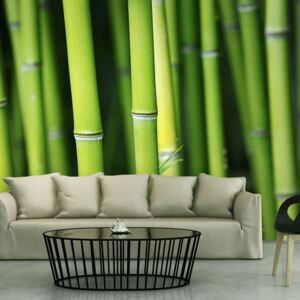 Bimago Fototapeta - Bambus 200x154 cm