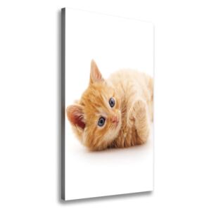 Foto obraz canvas Malá červená mačka pl-oc-70x140-f-126034635