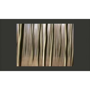 Fototapeta Bimago - Forest + lepidlo zadarmo 200x154 cm