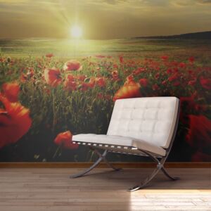 Fototapeta Bimago - Morning on the poppy meadow 450x270 cm