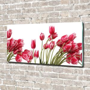 Foto obraz sklo tvrdené Červené tulipány