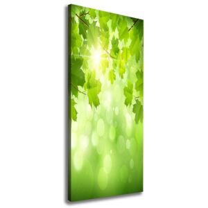 Foto-obraz canvas do obývačky Zelené Lístie