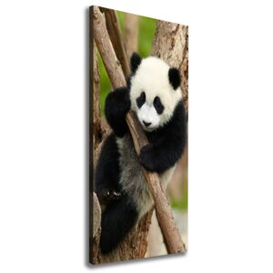 Foto obraz na plátne Panda Na Strome