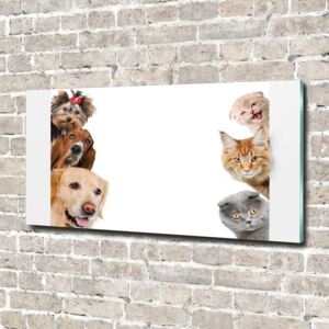 Fotoobraz na skle Psy a mačky pl-osh-140x70-f-104206550